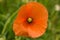 Papaver rhoeas, common poppy, botanic