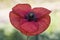 Papaver rhoeas corn poppy flower of good size and deep red color with green center and purple black stamens on unfocused green