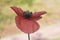 Papaver rhoeas corn poppy flower of good size and deep red color with green center and purple black stamens on unfocused green