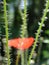 Papaver rhoeas hairy stem