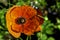 Papaver rhoeas known as  common, corn, field, flanders or red poppy and corn rose