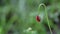 Papaver rhoeas red poppy wild flower on a rainy day