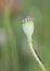 Papaver rhoeas wild poppy of intense red color with green and thorny buds on a greenish background