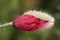 Papaver rhoeas wild poppy of intense red color with green and thorny buds on a greenish background