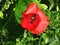 Papaver Rhoes