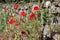 Papaver Rhoes