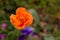 Papaver rupifragum - an orange poppy