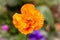 papaver rupifragum - an orange poppy