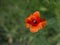 Papaver. Single red poppy flower  Papaver  close-up