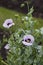 Papaver somniferum, commonly known as the opium poppy or breadseed poppy -  beautiful ornamental and medicinal plant in the herbal