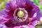 Papaver somniferum L Violet Poppy Flower Blossom Detail Closeup Field Stock Photo