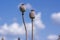 Papaver somniferum opium breadseed poppy ripened seed pods on the field, group of plants before harvest