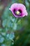 Papaver somniferum, Opium poppy, marble-flower