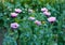 Papaver somniferum, Opium poppy, marble-flower