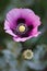 Papaver somniferum, Opium poppy, marble-flower