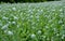 Papaver somniferum poppy field of green immature heads of poppy seedlings with poppies grown for pharmaceutical medical purposes