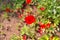 Papaver umbonatum flowers growing in the field