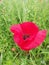 Papaveraceae, corn poppy single shot very nice red color