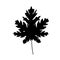 Papaya black silhouette palm leaf. vector icon