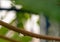 Papaya branches with water drops in rainy day on blurred background