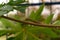 Papaya branches with water drops in rainy day on blurred background