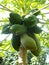 Papaya bunch fruits