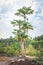 Papaya Carica papaya tree growing, Uganda