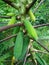 Papaya farmer in Thailand