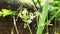 Papaya  flower are booming.