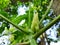 Papaya  flower are booming. Papaya flower is white.