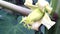 Papaya flower bud photo