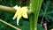 Papaya flower close up