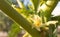 Papaya flower or pawpaw flower are booming. Papaya flower is white. It`s tropical fruit plant.