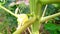 Papaya flower stock photo