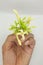 Papaya flower on white background