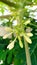 Papaya flower will bloom at garden