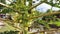 Papaya flowers that are in bloom