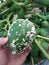 Papaya fruit, damaged by Papaya mealybug