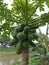 papaya fruit is green slightly yellowish.