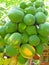 Papaya fruit growing on tree