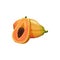 Papaya fruit with juicy yellow pulp vector plant