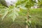 Papaya fruit and leaves