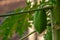 Papaya fruit plants, the leaves are green fingers, the fruit will be green when young