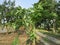 Papaya fruit plants look fertile planted in the front yard of the house