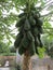 Papaya fruit plants look fertile planted in the front yard of the house