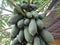 Papaya fruit plants look fertile planted in the front yard of the house