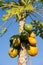 Papaya fruit on tree