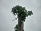 Papaya fruit on the tree cloudy sky background, in spring season