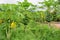 Papaya fruit on the tree in Papaya plantations