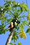 Papaya fruit on the tree in Papaya plantations